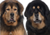 Tibetan Mastiff